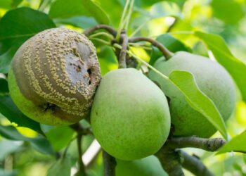 Чому гниють груші на дереві?