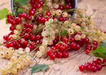 Смородина та порічки: як збільшити врожай