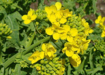 Біла гірчиця — чудовий сидерат