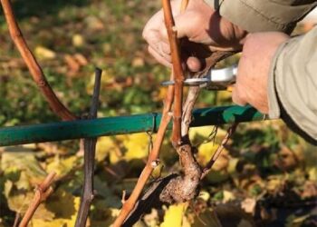 5 помилок при обрізуванні винограду