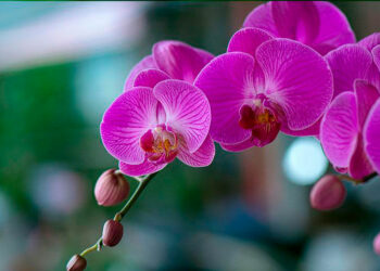 Орхідеї люблять настій часнику