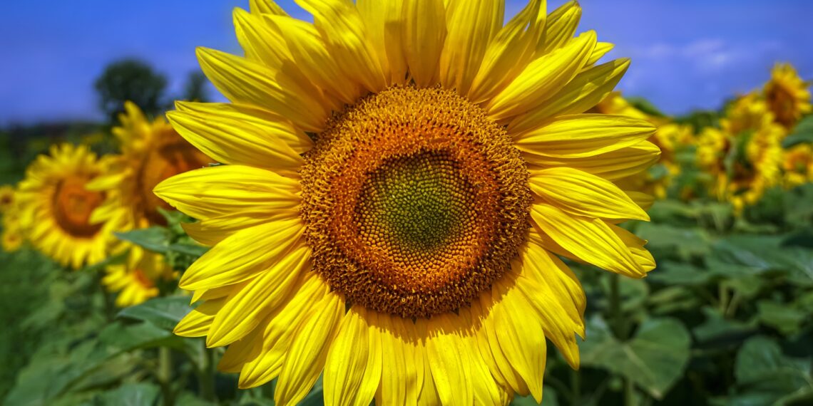 Як захистити соняхи від птахів?