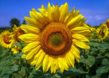 Як захистити соняхи від птахів?