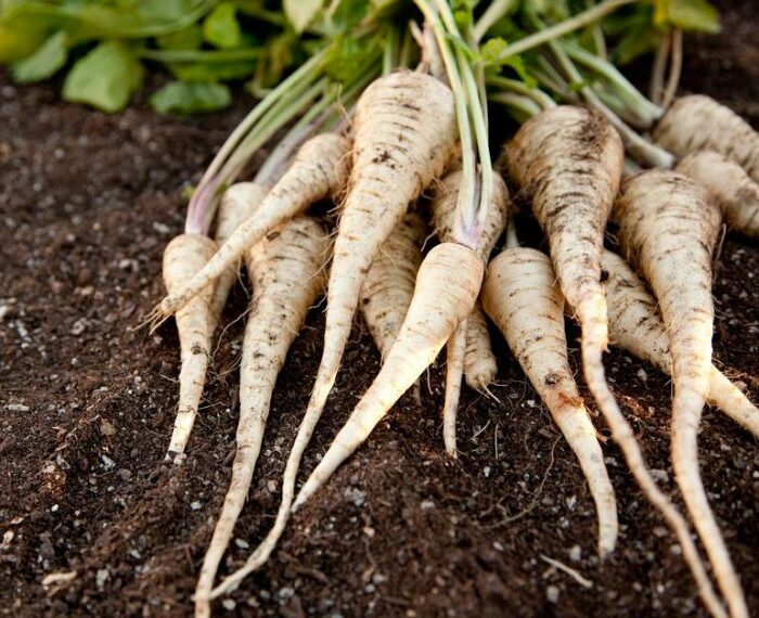 Пастернак сійте, як грунт підмерзне