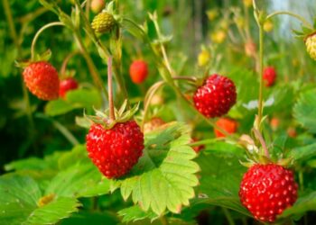 Секрет щедрого врожаю садової суниці