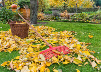 Листопад на городі, в саду та квітнику
