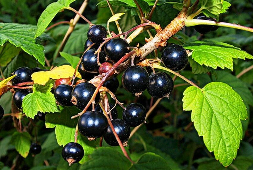 Смородину краще висадити восени