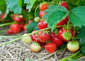 Ремонтантній суниці потрібен особливий догляд