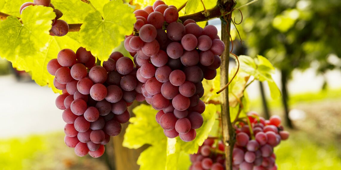 Готуємо виноград до зими