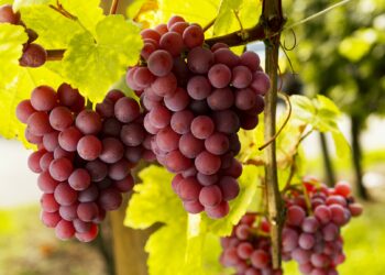 Готуємо виноград до зими