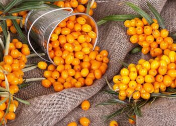 У ягодах обліпихи є майже всі вітаміни