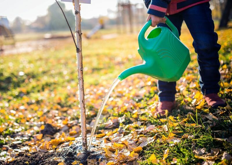 Для чого потрібен вологозарядний полив?