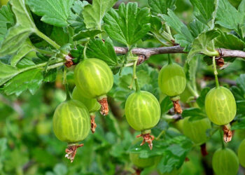 Аґрус краще приживеться, якщо посадити його восени