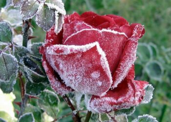 Готуємо троянди до зими