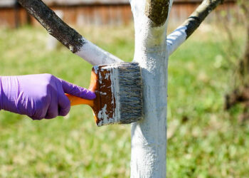 Осіння побілка дерев найефективніша