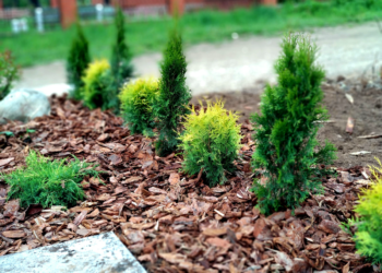 4 помилки при мульчуванні корою