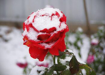 Укривайте рослини правильно