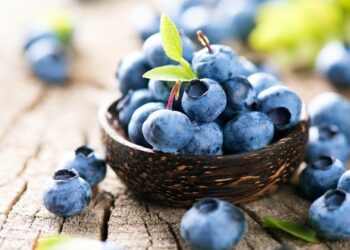 Примхлива лохина: що потрібно, аби вона гарно росла і щедро плодоносила