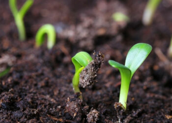 Подбайте про оздоровлення грунту