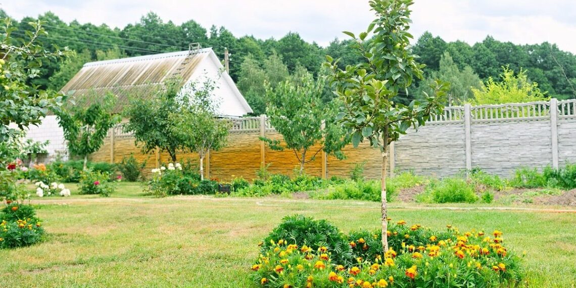 Чи варто робити задерніння під деревами?