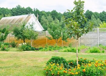 Чи варто робити задерніння під деревами?