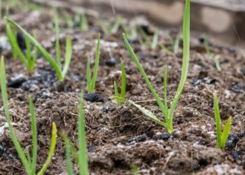 Проріс озимий часник? Замульчуйте