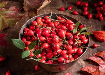 Що лікує шипшина?