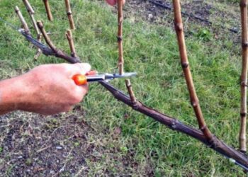 Обрізування ремонтантної малини — є нюанси