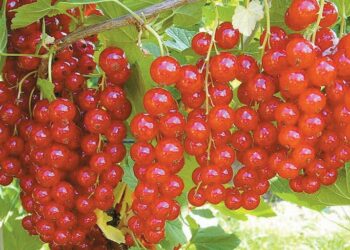 Саджанці червоних порічок без затрат