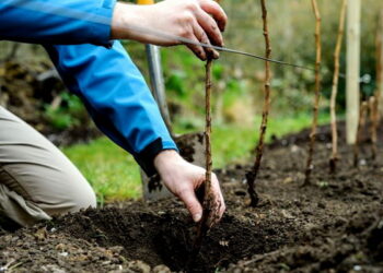 Саджаємо яблуню восени