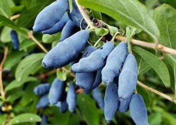 Жимолость висаджуйте кількох сортів