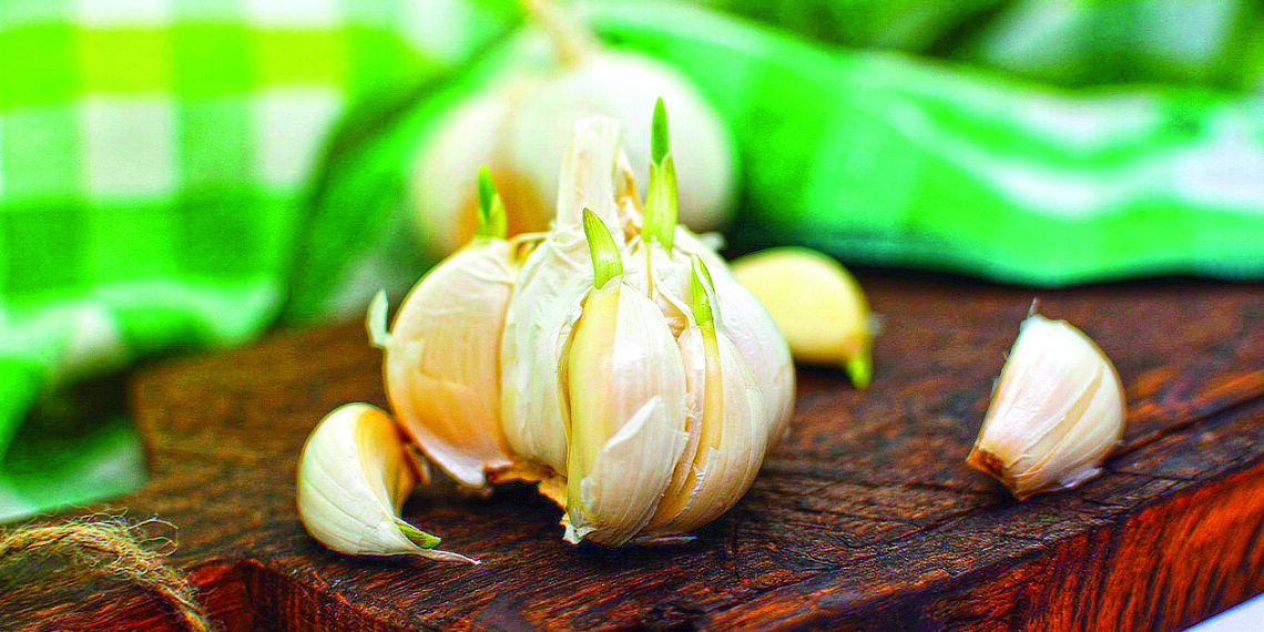 Той здоровий, хто часник вживає