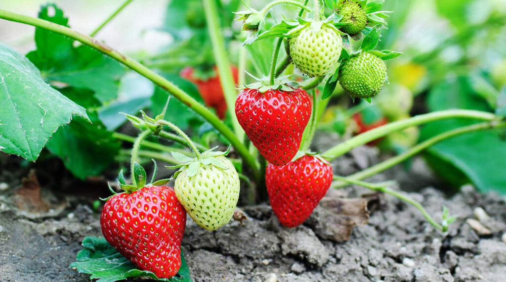 Суниця з насіння: 10 правил успіху