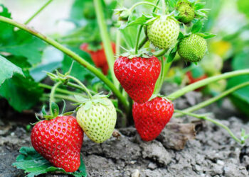 Суниця з насіння: 10 правил успіху