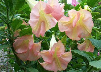 Чому не зацвіла бругмансія?