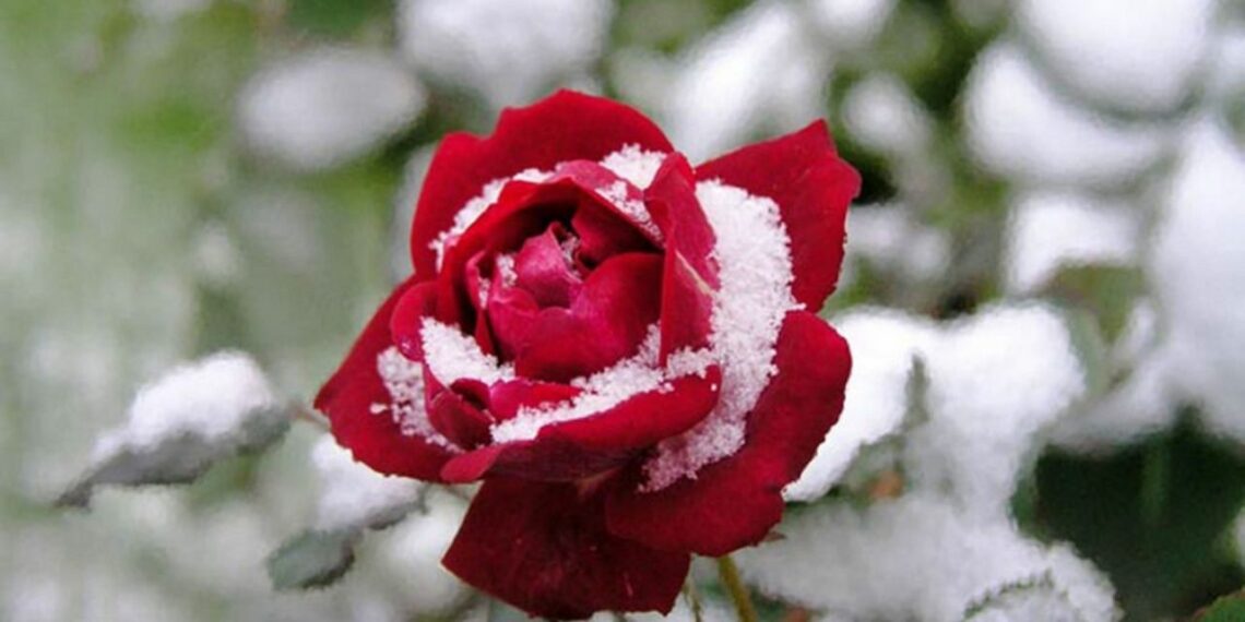 Для захисту в холоди підгорніть троянди сухою землею