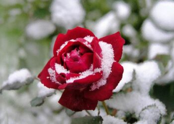 Для захисту в холоди підгорніть троянди сухою землею