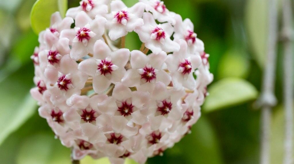 Як вирощувати хойю: догляд, цвітіння, розмноження