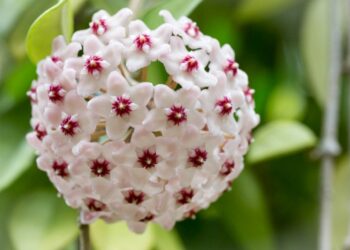 Як вирощувати хойю: догляд, цвітіння, розмноження