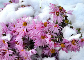 Грудень на городі, в саду та квітнику