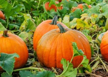 Гарбуз замість добрива