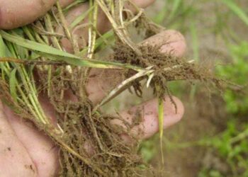 Кореневища пирію очищують кров