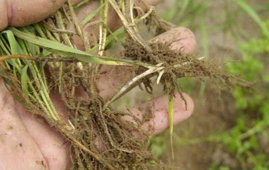 Кореневища пирію очищують кров