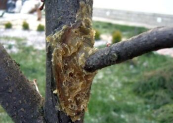 Навіщо потрібен садовий вар?