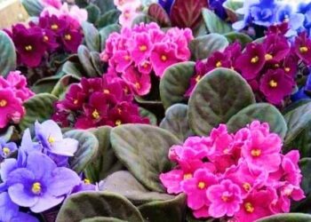 Київський Будинок природи анонсував графік виставок кімнатних рослин