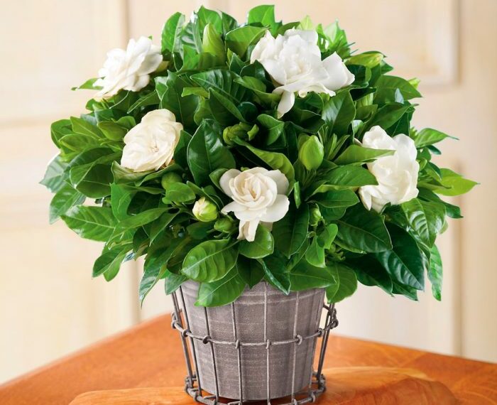 Гарденія любить “кислинку”