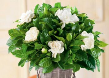 Гарденія любить “кислинку”