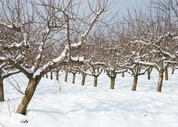 Сніг навколо плодових дерев не притоптуйте