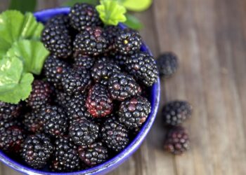 Як розмножити і виростити чорну малину
