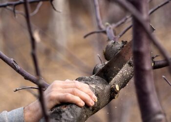 Важку гілку спилюйте правильно